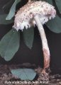 Cystolepiota pulverulenta-amf1974